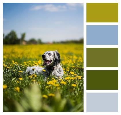 Animal Dog English Setter Image